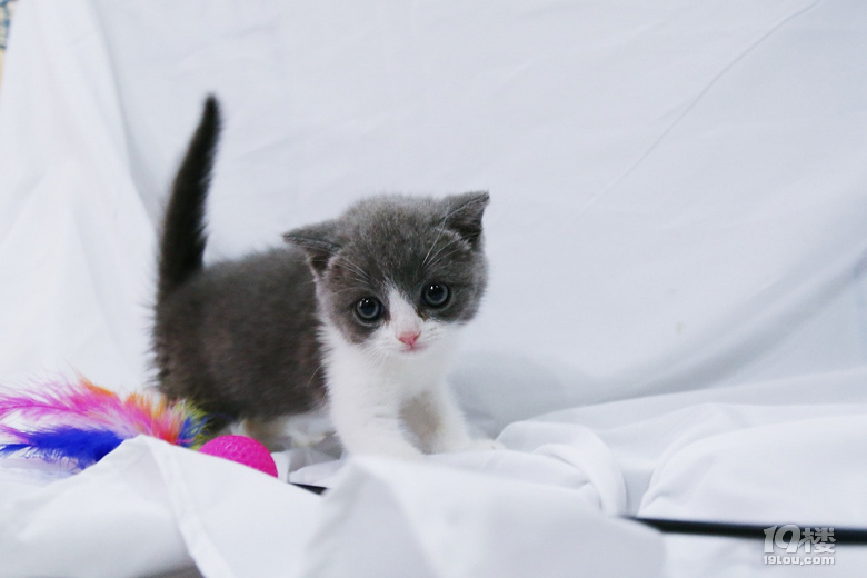 猫咪不能吃的食物:揭秘鱼类中的隐藏危机
